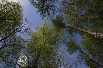 trees in the forest