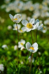 Anemone sylvestris (snowdrop anemone) - White flowers in the botanical garden