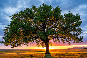 Dramatic view of a lonely secular oak at sunset, just before the blue hour, with the sun behind the...
