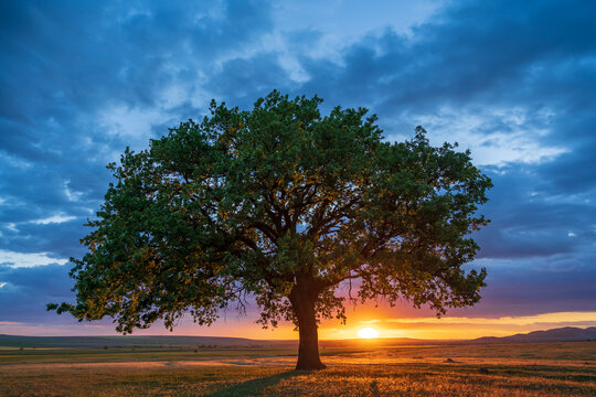 Dramatic view of a lonely secular oak at sunset in Greci, Romania just before the blue hour, with the setting sun behind the tree and the blue sky full of clouds.