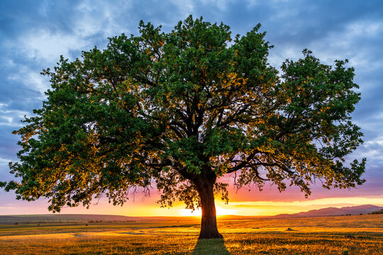 Dramatic view of a lonely secular oak at sunset, just before the blue hour, with the sun behind the trunk scattering its rays among the branches and the blue sky full of clouds.