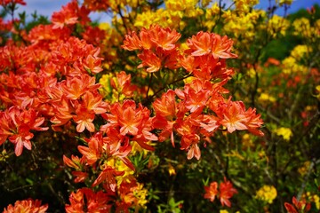 Rhododendron - Azalea beautiful blooming flower  - flowering decorative shrubs