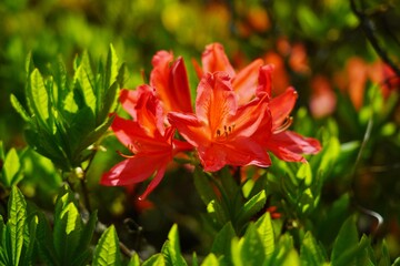 Fototapeta premium Rhododendron - Azalea beautiful blooming flower - flowering decorative shrubs