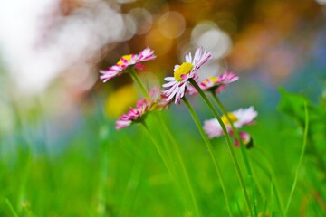 Beautiful Daisy Flower on a sunny meadow - selective focus