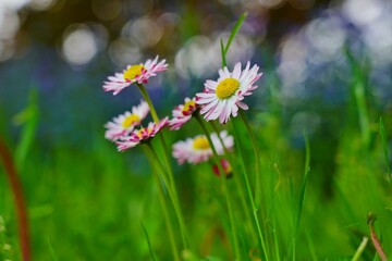 Beautiful  Daisy Flower  on a sunny meadow - selective focus