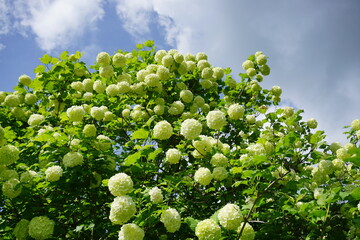  Viburnum opulus - coral viburnum a species of ornamental shrub - selective focus
