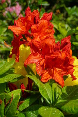 Fototapeta premium Rhododendron - Azalea beautiful blooming flower - flowering decorative shrubs