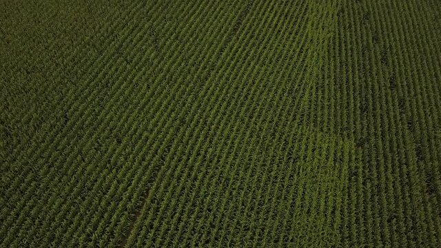 Aerial Tilt Down Shot Of Striped Pattern In Agricultural Field - Oakley, Kansas