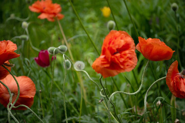 Obraz premium Red poppies blurred background. Soft focus. Copy space. Close-up. Summer blurred bokeh. 