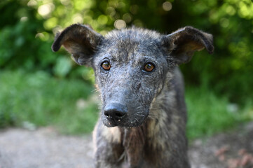 Street dog with skin disease. Poor neglected dog with skin problems. Sad abandoned dog hair loss caused by infection. 