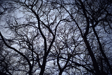 view of branches without leaves background, abstract, stress sadness