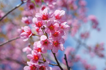 Fototapeta na wymiar pink cherry blossom of Thailand