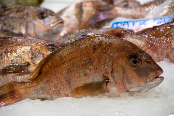 Shiny fresh ruby snapper (seabass) fish on ice at a fish market