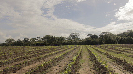 Fototapeta na wymiar sowing, Farm, Colombia, Nature, Field work