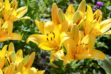 yellow lily flowers in the garden