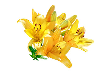 Fototapeta na wymiar yellow lily flowers isolated on white