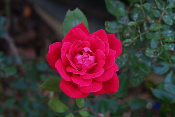 red rose in bloom green leave behind 