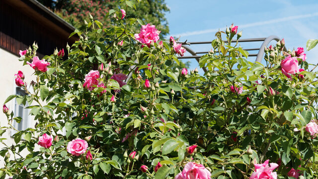 Rosier grimpant 'Mme Gr&eacute;goire Staechelin' &agrave; floraison double exub&eacute;rante dans un feuillage vert clair et mat