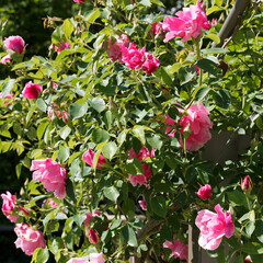 Magnifique ancien rosier 'Mme Grégoire Staechelin' aux grappes de fleurs semi-doubles rose claires, éclatantes à odeur de pois sucré