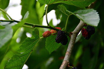熟して色づいた桑（クワ）の実　埼玉県/5月