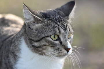 irritated cat green eyes