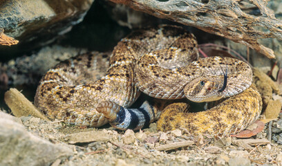 Western Diamondback rattlesnake