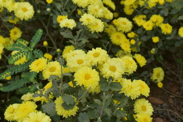 young Colorful Chrysanthemums flowers blooming in a farm .