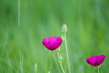 Fototapeta premium pink red wildflower in spring