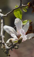 Pflanzen und Blumen