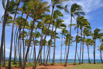 Coconut palm trees on Kauai on a sunny day with blue skies and the ocean 