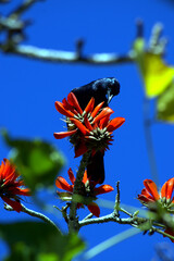 Bird On A Tree Branch With A Red Flower