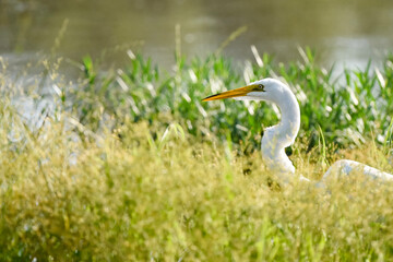 white heron