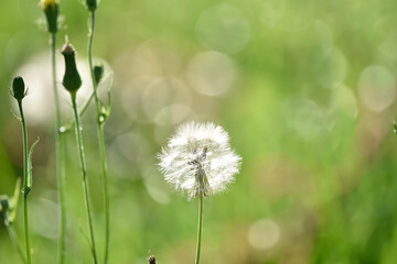 dandelions in the grass muted background