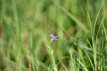 tiny purple flower