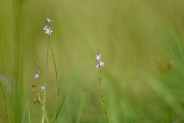 grass and  small flowers long stem