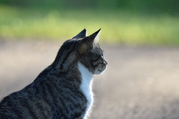 Side view of cat