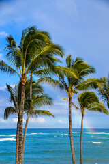 Fototapeta na wymiar Rainbow over the ocean and palm trees in Hawaii
