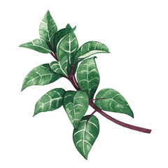 Watercolor illustration. Fuchsia leaves on a white background.