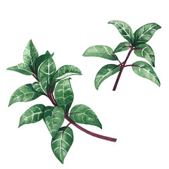 Watercolor illustration. Fuchsia leaves on a white background.