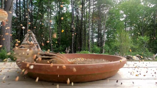 One chipmunk eating in a bird feeder when another chipmunk attacks and throws the first chipmunk out and takes over eating the bird seed. Slow motion
