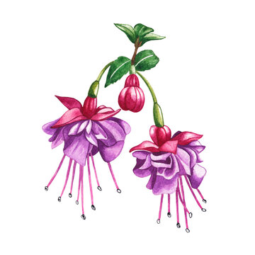 Watercolor illustration. Fuchsia flowers, buds and leaves on a white background.	