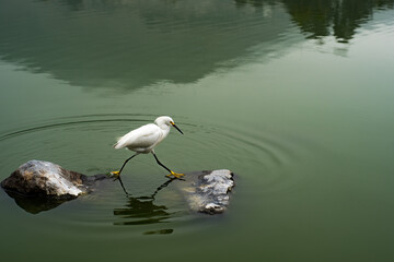 Side view of a Snowy Egret bird (Egretta Thula) stepping between two rocks on the surface of a lake.