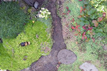 Landscape design in the garden. Sempervivum, strawberry, daisies, rocks, grass and stump. Summer composition. Top View. 