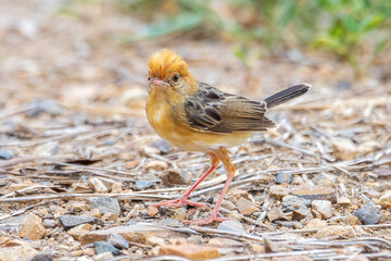 Bright-capped Cisticola was standing on the ground and looking at the camera.