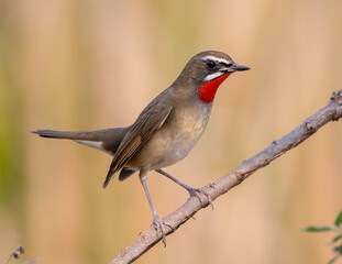 A bird (Siberian Rubythroat) perched on the sticky wood in nature