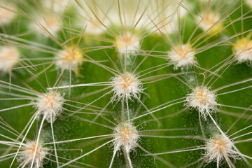 Obraz premium closeup of the spines of a potted cactus