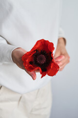 Red poppy in the hands of a girl on a light background. Memorial Day, Remembrance Day. Red poppy flower closeup international symbol of peace