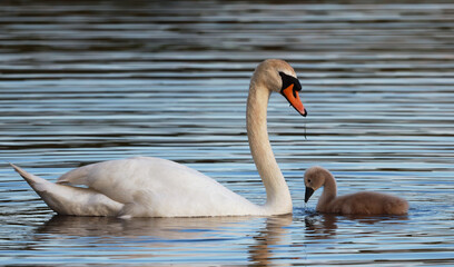 Spring time - full of live and joy