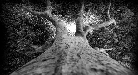 treetop of an old tree - black and white