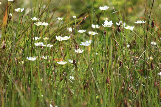 志賀高原の夏。湿原に咲く花、ウメバチソウ。四十八池湿原：志賀山と鉢山の間にある湿原、四十八という名だが実際には約60の池塘がある。